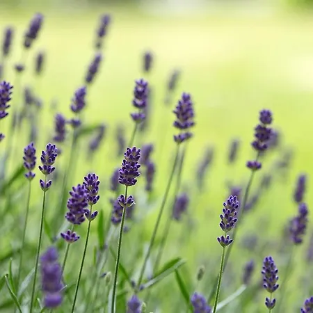 דירה Bewegte Berge *