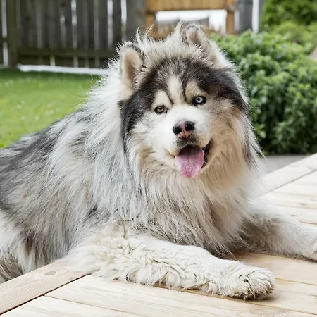 Daire Bewegte Berge *